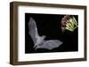 Arizona, Green Valley, Lesser Long-Nosed Bat Drinking Nectar from Agave Blossom-Ellen Goff-Framed Photographic Print