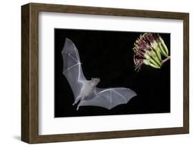 Arizona, Green Valley, Lesser Long-Nosed Bat Drinking Nectar from Agave Blossom-Ellen Goff-Framed Photographic Print