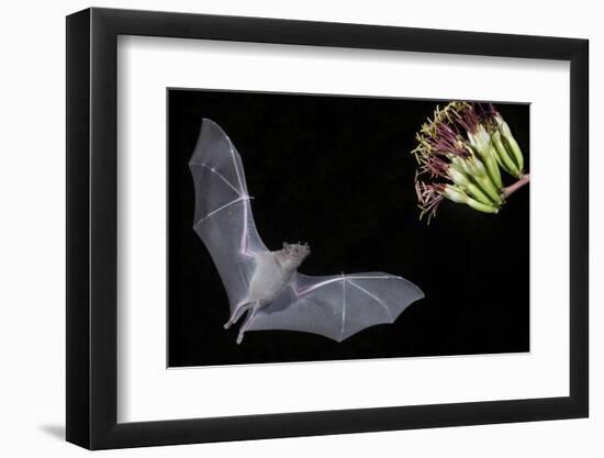 Arizona, Green Valley, Lesser Long-Nosed Bat Drinking Nectar from Agave Blossom-Ellen Goff-Framed Photographic Print