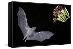 Arizona, Green Valley, Lesser Long-Nosed Bat Drinking Nectar from Agave Blossom-Ellen Goff-Framed Stretched Canvas