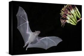 Arizona, Green Valley, Lesser Long-Nosed Bat Drinking Nectar from Agave Blossom-Ellen Goff-Stretched Canvas