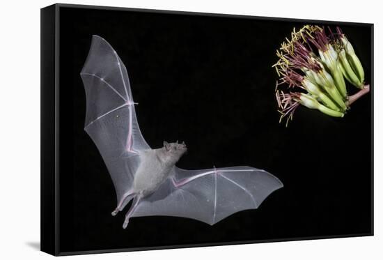 Arizona, Green Valley, Lesser Long-Nosed Bat Drinking Nectar from Agave Blossom-Ellen Goff-Framed Stretched Canvas