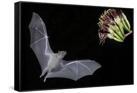 Arizona, Green Valley, Lesser Long-Nosed Bat Drinking Nectar from Agave Blossom-Ellen Goff-Framed Stretched Canvas