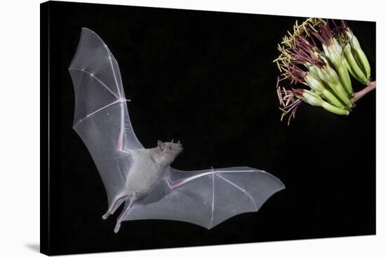 Arizona, Green Valley, Lesser Long-Nosed Bat Drinking Nectar from Agave Blossom-Ellen Goff-Stretched Canvas