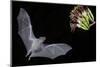 Arizona, Green Valley, Lesser Long-Nosed Bat Drinking Nectar from Agave Blossom-Ellen Goff-Mounted Premium Photographic Print