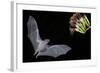 Arizona, Green Valley, Lesser Long-Nosed Bat Drinking Nectar from Agave Blossom-Ellen Goff-Framed Photographic Print