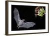 Arizona, Green Valley, Lesser Long-Nosed Bat Drinking Nectar from Agave Blossom-Ellen Goff-Framed Photographic Print