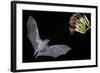 Arizona, Green Valley, Lesser Long-Nosed Bat Drinking Nectar from Agave Blossom-Ellen Goff-Framed Photographic Print