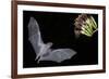 Arizona, Green Valley, Lesser Long-Nosed Bat Drinking Nectar from Agave Blossom-Ellen Goff-Framed Photographic Print