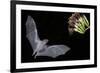 Arizona, Green Valley, Lesser Long-Nosed Bat Drinking Nectar from Agave Blossom-Ellen Goff-Framed Photographic Print