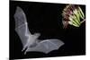 Arizona, Green Valley, Lesser Long-Nosed Bat Drinking Nectar from Agave Blossom-Ellen Goff-Mounted Photographic Print