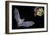 Arizona, Green Valley, Lesser Long-Nosed Bat Drinking Nectar from Agave Blossom-Ellen Goff-Framed Photographic Print