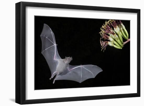 Arizona, Green Valley, Lesser Long-Nosed Bat Drinking Nectar from Agave Blossom-Ellen Goff-Framed Photographic Print