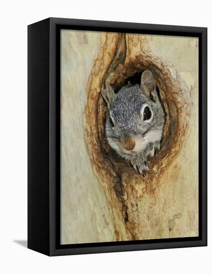 Arizona Grey Squirrel, Ilooking out of Hole in Sycamore Tree, Arizona, USA-Rolf Nussbaumer-Framed Stretched Canvas