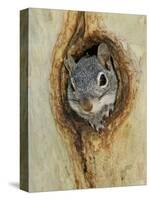 Arizona Grey Squirrel, Ilooking out of Hole in Sycamore Tree, Arizona, USA-Rolf Nussbaumer-Stretched Canvas