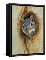 Arizona Grey Squirrel, Ilooking out of Hole in Sycamore Tree, Arizona, USA-Rolf Nussbaumer-Framed Stretched Canvas