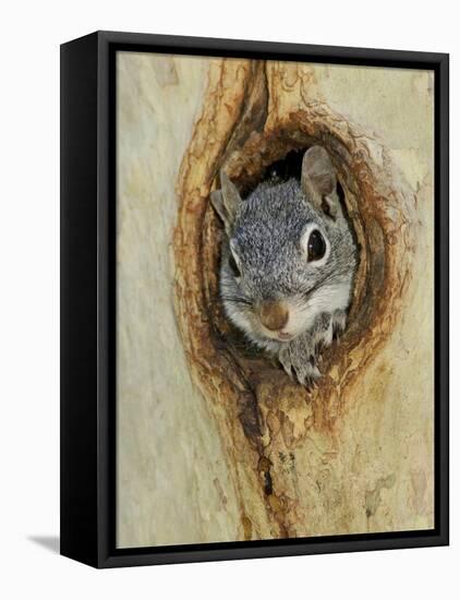 Arizona Grey Squirrel, Ilooking out of Hole in Sycamore Tree, Arizona, USA-Rolf Nussbaumer-Framed Stretched Canvas