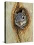 Arizona Grey Squirrel, Ilooking out of Hole in Sycamore Tree, Arizona, USA-Rolf Nussbaumer-Stretched Canvas