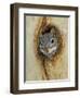 Arizona Grey Squirrel, Ilooking out of Hole in Sycamore Tree, Arizona, USA-Rolf Nussbaumer-Framed Premium Photographic Print