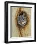 Arizona Grey Squirrel, Ilooking out of Hole in Sycamore Tree, Arizona, USA-Rolf Nussbaumer-Framed Premium Photographic Print