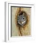 Arizona Grey Squirrel, Ilooking out of Hole in Sycamore Tree, Arizona, USA-Rolf Nussbaumer-Framed Premium Photographic Print