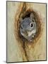 Arizona Grey Squirrel, Ilooking out of Hole in Sycamore Tree, Arizona, USA-Rolf Nussbaumer-Mounted Premium Photographic Print