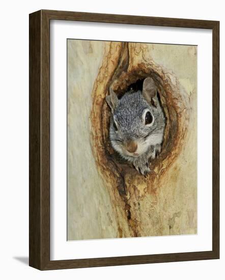 Arizona Grey Squirrel, Ilooking out of Hole in Sycamore Tree, Arizona, USA-Rolf Nussbaumer-Framed Photographic Print