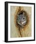 Arizona Grey Squirrel, Ilooking out of Hole in Sycamore Tree, Arizona, USA-Rolf Nussbaumer-Framed Photographic Print