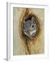 Arizona Grey Squirrel, Ilooking out of Hole in Sycamore Tree, Arizona, USA-Rolf Nussbaumer-Framed Photographic Print
