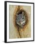 Arizona Grey Squirrel, Ilooking out of Hole in Sycamore Tree, Arizona, USA-Rolf Nussbaumer-Framed Photographic Print