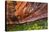 Arizona. Hanging Garden in Canyon X-Jaynes Gallery-Stretched Canvas