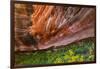 Arizona. Hanging Garden in Canyon X-Jaynes Gallery-Framed Photographic Print