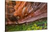 Arizona. Hanging Garden in Canyon X-Jaynes Gallery-Stretched Canvas