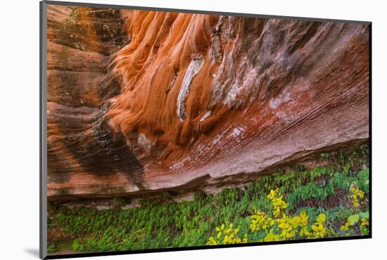 Arizona. Hanging Garden in Canyon X-Jaynes Gallery-Mounted Photographic Print