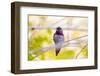 Arizona, Lake Havasu City. Close-up of Anna's Hummingbird.-Jaynes Gallery-Framed Photographic Print