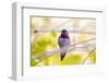 Arizona, Lake Havasu City. Close-up of Anna's Hummingbird.-Jaynes Gallery-Framed Photographic Print