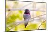 Arizona, Lake Havasu City. Close-up of Anna's Hummingbird.-Jaynes Gallery-Mounted Photographic Print