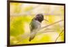 Arizona, Lake Havasu City. Close-up of Anna's Hummingbird.-Jaynes Gallery-Framed Photographic Print
