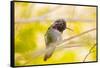 Arizona, Lake Havasu City. Close-up of Anna's Hummingbird.-Jaynes Gallery-Framed Stretched Canvas