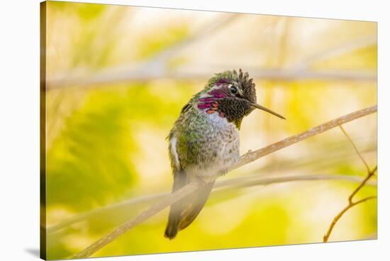 Arizona, Lake Havasu City. Close-up of Anna's Hummingbird.-Jaynes Gallery-Stretched Canvas
