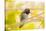 Arizona, Lake Havasu City. Close-up of Anna's Hummingbird.-Jaynes Gallery-Stretched Canvas