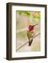 Arizona, Lake Havasu City. Male Anna's Hummingbird Displaying-Jaynes Gallery-Framed Photographic Print