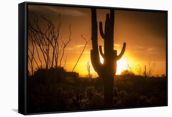 Arizona Landscape, Sunset Saguaro in Silhouette over Desert.-BCFC-Framed Stretched Canvas