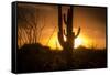 Arizona Landscape, Sunset Saguaro in Silhouette over Desert.-BCFC-Framed Stretched Canvas