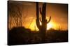 Arizona Landscape, Sunset Saguaro in Silhouette over Desert.-BCFC-Stretched Canvas