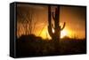 Arizona Landscape, Sunset Saguaro in Silhouette over Desert.-BCFC-Framed Stretched Canvas