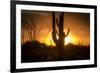 Arizona Landscape, Sunset Saguaro in Silhouette over Desert.-BCFC-Framed Premium Photographic Print