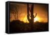 Arizona Landscape, Sunset Saguaro in Silhouette over Desert.-BCFC-Framed Stretched Canvas