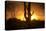 Arizona Landscape, Sunset Saguaro in Silhouette over Desert.-BCFC-Stretched Canvas