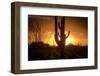 Arizona Landscape, Sunset Saguaro in Silhouette over Desert.-BCFC-Framed Photographic Print